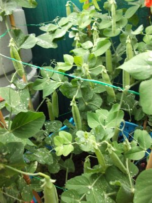 Peas