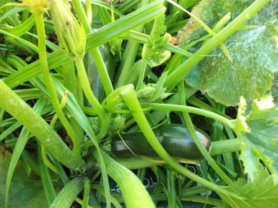 Courgette