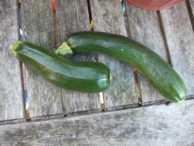 Courgettes