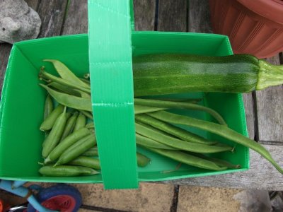 Evening's harvest - peas, beans, courgette