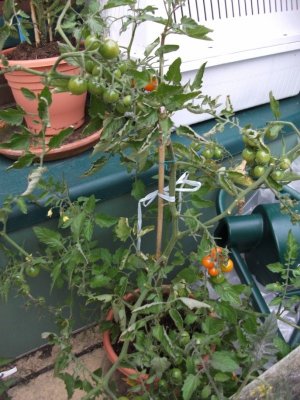 Tomatoes