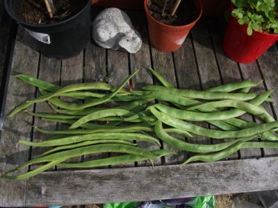 Hmmm ... more beans