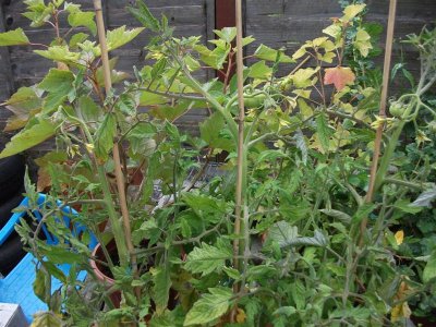 Hanging basket tomatoes
