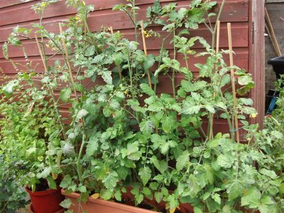 Hanging basket tomatoes