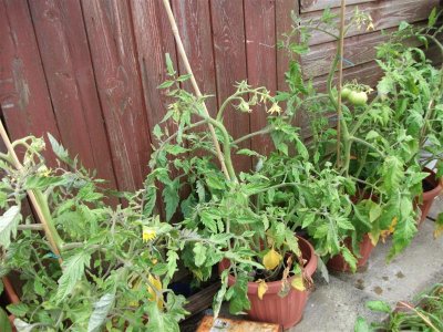 Beefsteak tomatoes