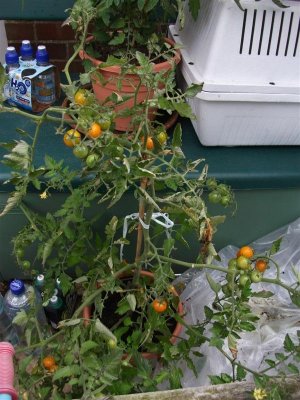 Tomatoes