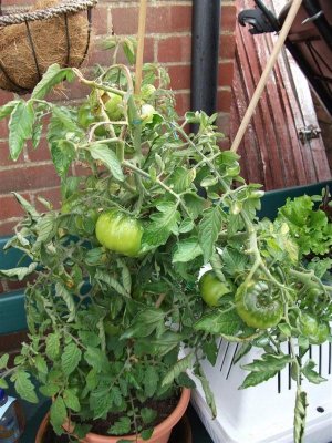 Tomatoes