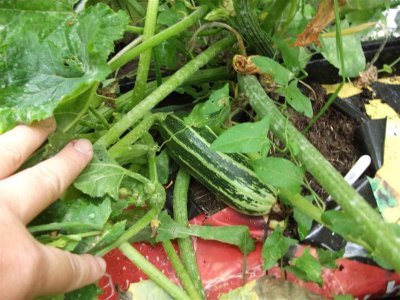 Marrow