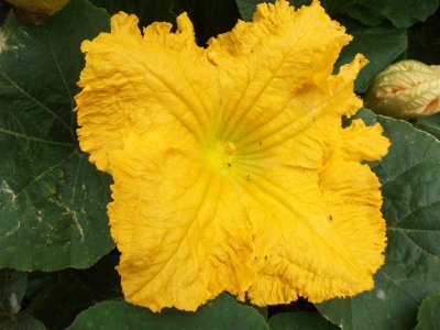Pumpkin
