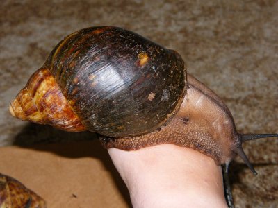 There's a snail on my foot!