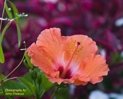 Orange Flower