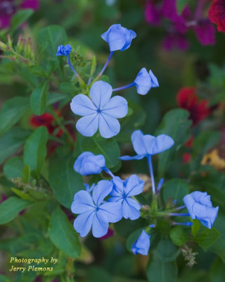 Blue Flowers