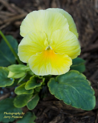 Yellow Flower
