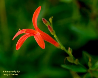 Tiny Red Flower