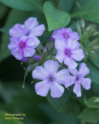 Purple Flowers