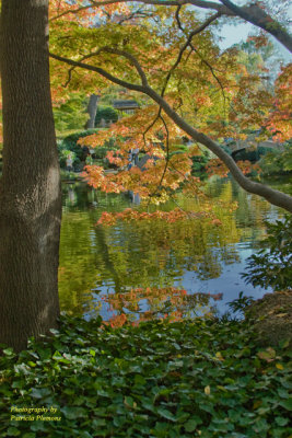 Leaves & Pond