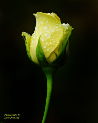 Yellow Rose Bud