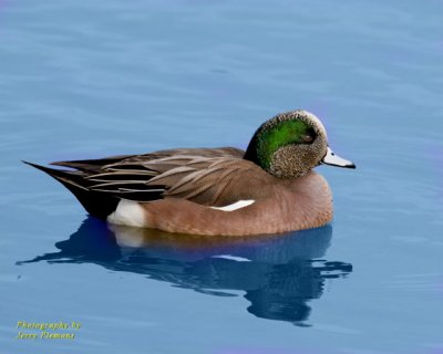 Brown Duck