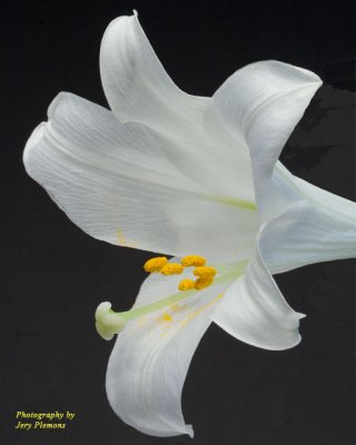 White-Three-Quarter-View