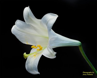 White-Full-with-Stem