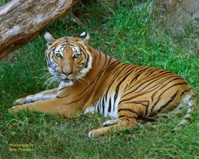 Tiger Resting