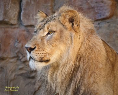 Lion Headshot