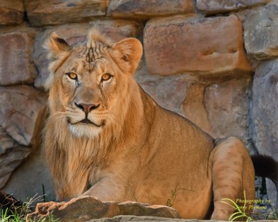 Lion - Face On