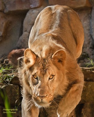 Lion Attacking
