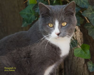 Gray & White Kitten