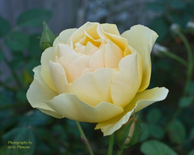 Yellow Rose