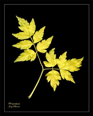 Yellow Leaves