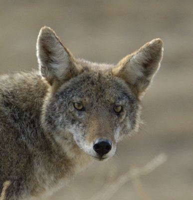 Coyote at Montgomery Hill SJ