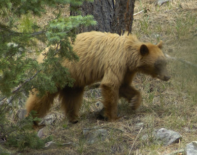 Bear at Schaefer Pass