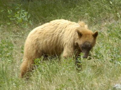 DSC_0384a.jpg