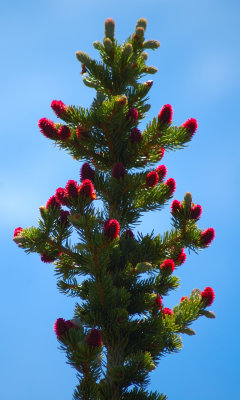 DSC_0250a.jpg