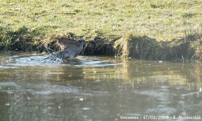 Un pervier (femelle ?) vient prend son bain.