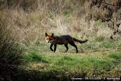 Toujours les renards.