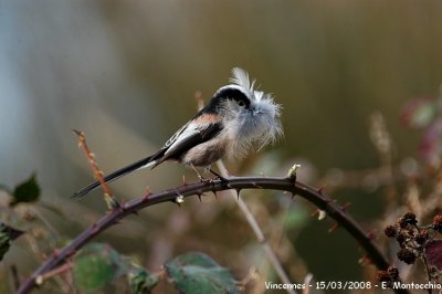 Le nid des msanges  longue-queue sera douillet.