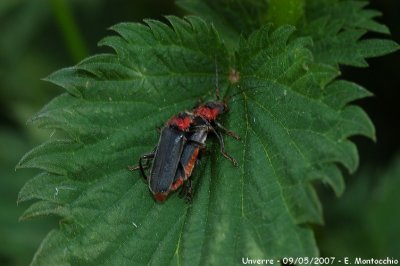 Moines - Cantharis rustica