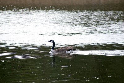 Just a goose