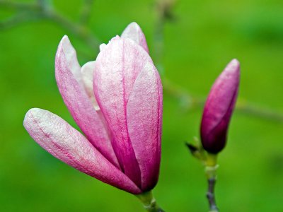 Magnolia 'Galaxy'