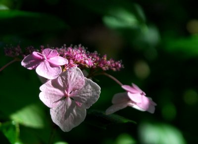 Pink lace