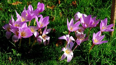 Sheer pink...