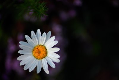 Daisy, daisy