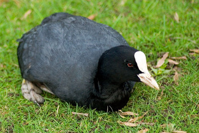 Lazy coot