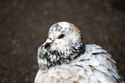 Albino