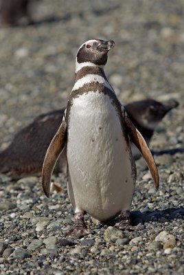 08-01 Penguins Tierra del Fuego 05.JPG