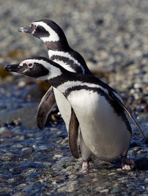 08-01 Penguins Tierra del Fuego 06.JPG