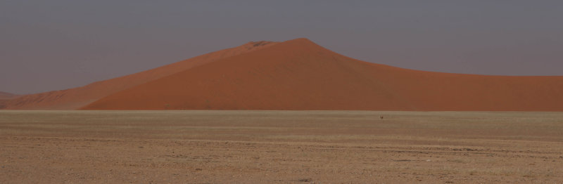 Sossusvlei (lonely springbock)