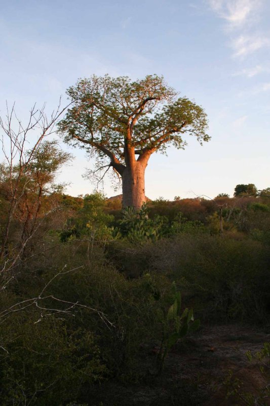 Adansonia za, Andohahela NP Parcel Two Tsimelahy 4 XII 2007 56.JPG